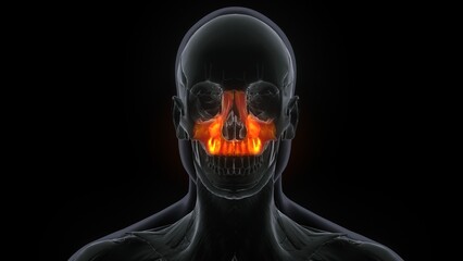 3D Illustration of Human Skeleton System Skull Bone Parts Maxilla Anatomy  © PIC4U