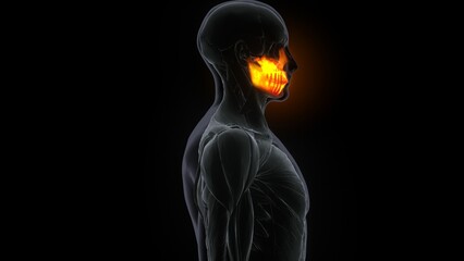 Human Skeleton Skull Maxillal Bone Anatomy .3D Illustration
