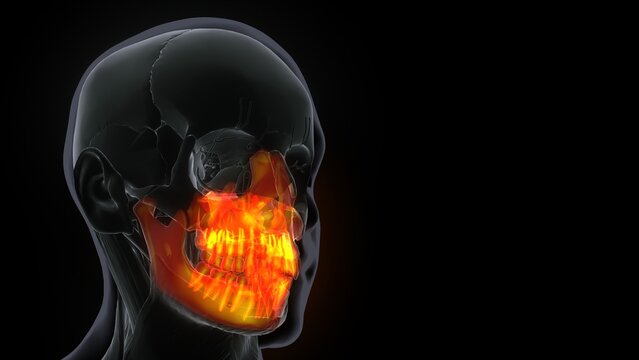 Human Skeleton Skull Maxilla Bone Anatomy .3D Illustration
