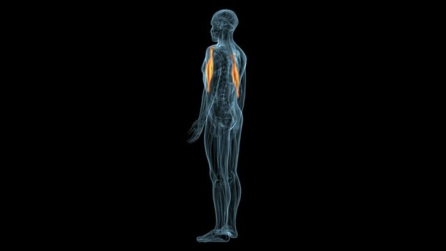 male skeleton muscle in parts femur,talus,fibula,pelvis,ribs and humerus anatomy system. 3d illustration