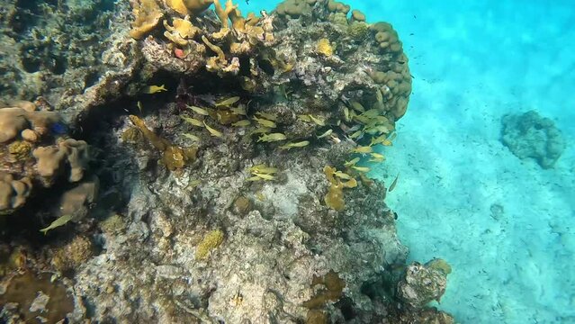 A school of yellow and blue striped grunt and schoolmaster fish swimming along the rock and coral reef