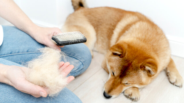 Cropped image of woman combing hair of Shiba Inu dog with comb brush. Idea of relationship between human and animal. Idea of pet care. Beautiful furry dog looking away. White background in studio