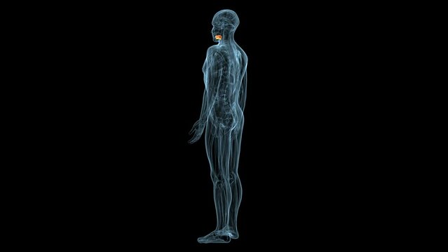 human muscles Graciela, Soles, Deloitte and trapeziums anatomy. 3d illustration