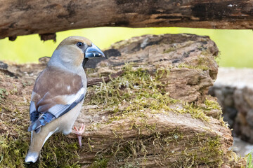Kernbeißer (Coccothraustes coccothraustes)