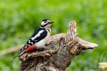 Buntspecht (Dendrocopos major)