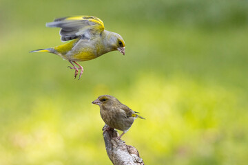 Grünfink (Chloris chloris)