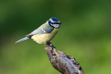 Blaumeise (Cyanistes caeruleu)