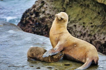 A mother sea lion nursing her pup in La Jolla California.