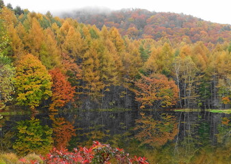 白駒池の紅葉