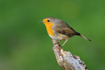Rotkehlchen (Erithacus rubecula)