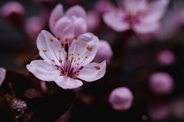 Kwiaty śliwy w różowym kolorze z widocznymi pręcikami