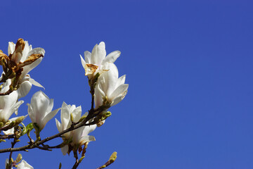 White Magnolia flowers against blue sky background. Tree in spring, April, Netherlands. Subfamily Magnolioideae, family Magnoliaceae.	