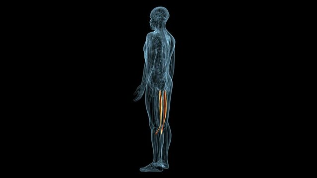 man sartorius muscle anatomy system.3d render