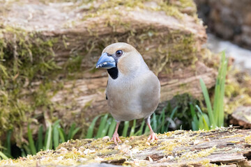 Kernbeißer (Coccothraustes coccothraustes)