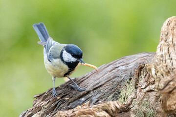 Kohlmeise (Parus major)