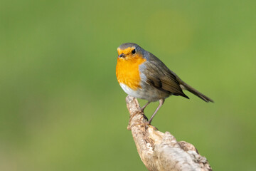 Rotkehlchen&nbsp;(Erithacus rubecula)