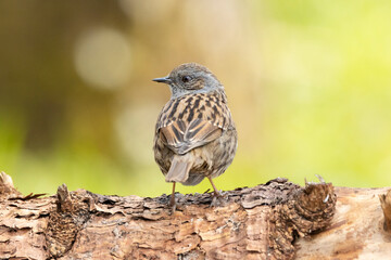 Heckenbraunelle (Prunella modularis)