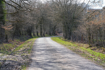 Waldweg im frühen Frühling, noch kalt aber schon grün