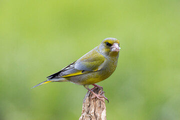 Grünfink (Chloris chloris)
