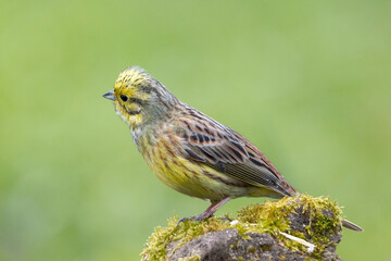 Goldammer (Emberiza citrinella)