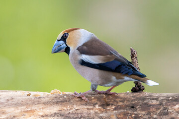 Kernbeißer (Coccothraustes coccothraustes)