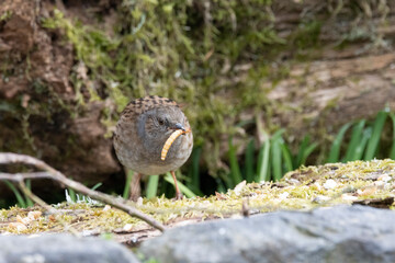 Heckenbraunelle (Prunella modularis)