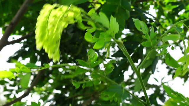 Monkey pod tree (Samanea saman, rain tree, giant thibet, inga saman, cow tamarind, East Indian walnut, soar, suar) flower natural background