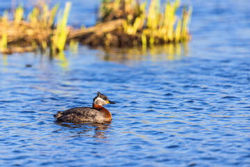 Red-necked grebe in a sunny lake