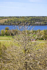 Cherry blossom in a beautiful valley with a lake in spring