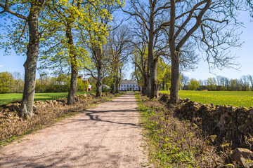 Tree lined road to a country farm on a sunny spring day