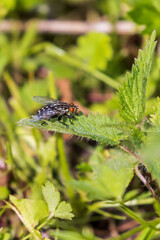 Close up at a Flesh fly on a stinging nettle