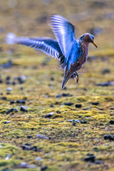 Red necked phalarope taking off from the ground