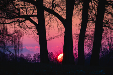 sunset in the woods with silhouette of trees in front of orange sky