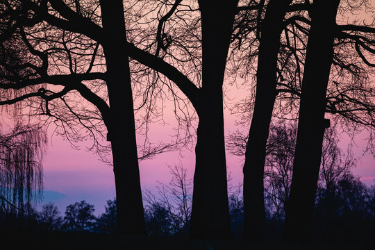 silhouette of trees in sunset in the spring