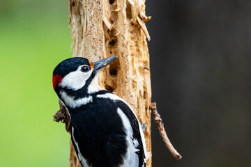 Buntspecht (Dendrocopos major)