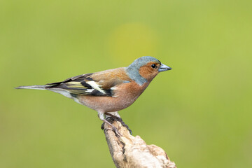 Buchfink (Fringilla coelebs)