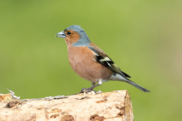 Buchfink (Fringilla coelebs)