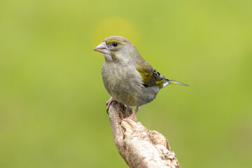 Grünfink (Chloris chloris)