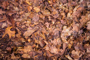 Dry dead leaves on the ground. Autumn background texture