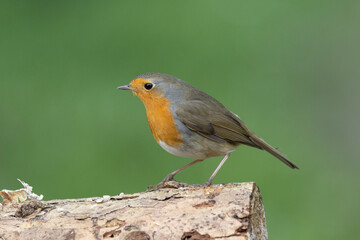 Rotkehlchen (Erithacus rubecula)