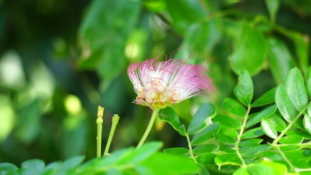 Monkey pod tree (Samanea saman, rain tree, giant thibet, inga saman, cow tamarind, East Indian walnut, soar, suar) flower natural background