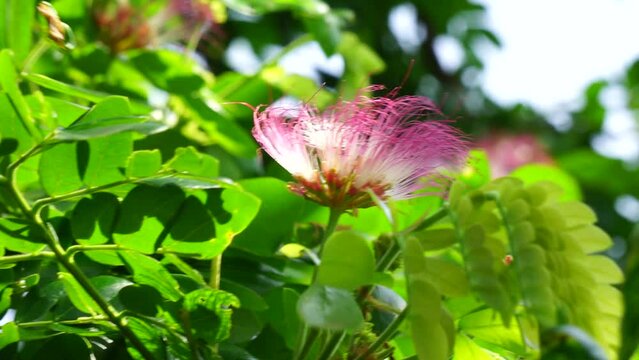 Monkey pod tree (Samanea saman, rain tree, giant thibet, inga saman, cow tamarind, East Indian walnut, soar, suar) flower natural background