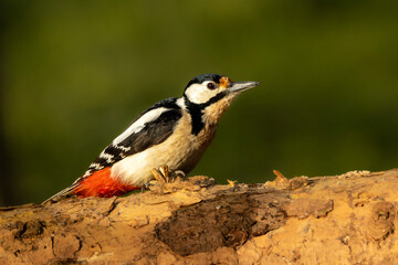 Buntspecht (Dendrocopos major)