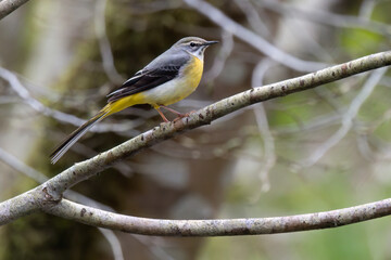 Gebirgsstelze (Motacilla cinerea)