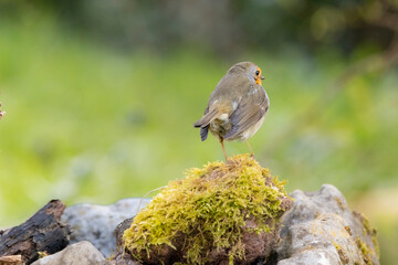 Rotkehlchen (Erithacus rubecula)