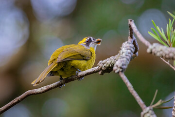 yellow and blue bird
