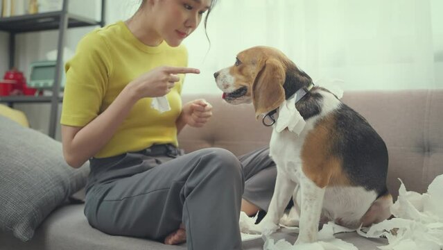 Angry woman wagging a finger and scolding her pug dog, punish a dog, surprised, Owner blame her dog in living room.