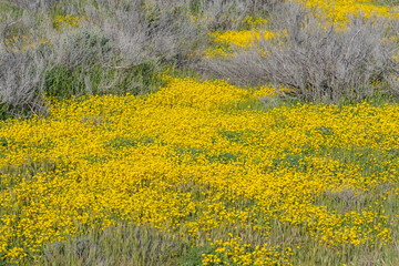 Superbloom at Soda Lake. Carrizo Plain National Monument is covered in swaths of yellow, orange and purple from a super bloom of wildflowers, California