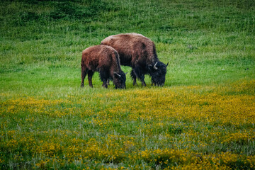 American bison grazing in a spring meadow.