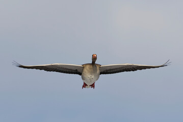 Greylag goose or graylag goose (Anser anser) flying in the  sky in early spring
